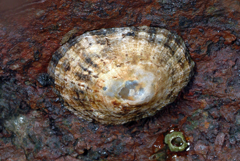 Patella rustica